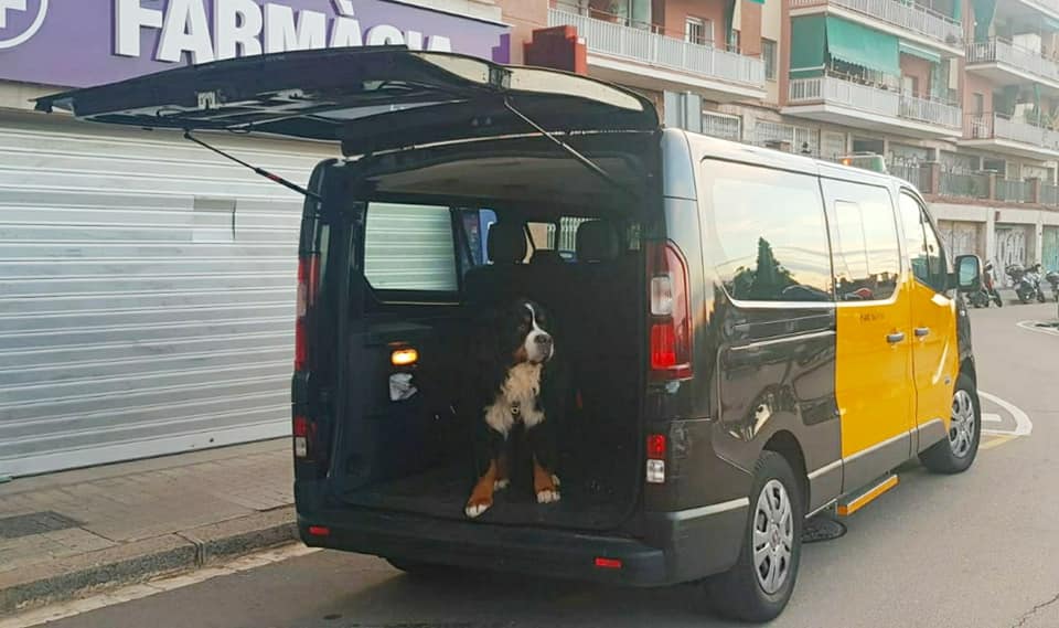 taxi-mascota-barcelona